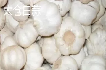 期货品种有大蒜吗(大蒜期货一手多少吨)_黄金直播室_第1张_恒指直播室 期货品种有大蒜吗(大蒜期货一手多少吨)_https://hz1.wpmee.com_黄金直播室_第1张